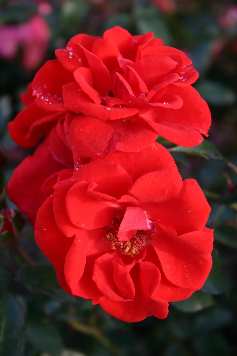 Kordes NewFlora — K and M Nursery